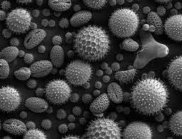 Scanning Electron Microscopy